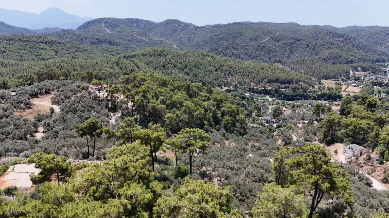 Kaptanların Villaları Mevkiinde Zeytinlik Arsa
