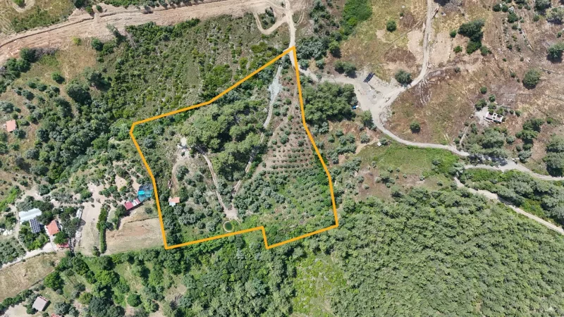 Göcek Taşbaşı'nda Yol Cepheli Zeytinlikli 23.160 m² Tarla – Arsa Sınırları ve Zeytinlik Detayı
