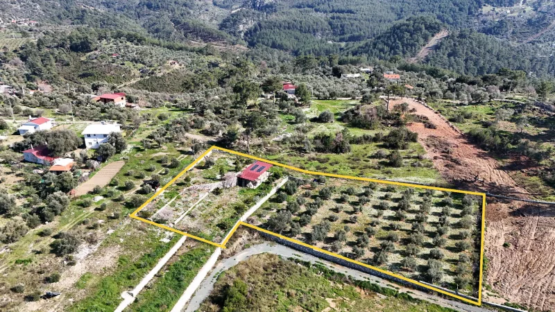 Kepez tarlasının sarı sınır çizgili hava panoraması ve zeytin sıraları
