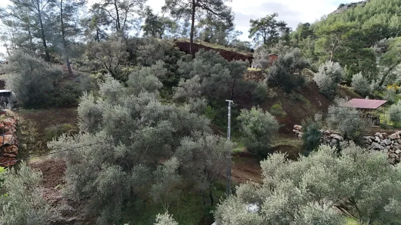 İnlice satılık zeytinlik arsa; gümüş yapraklı zeytin ağaçlarıyla kaplı eğimli arazi ve çam ormanı