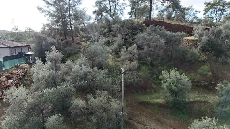Göcek İnlice zeytinlik parsel; eğimli zeytin bahçesi, komşu taş villa ve elektrik hattı direği
