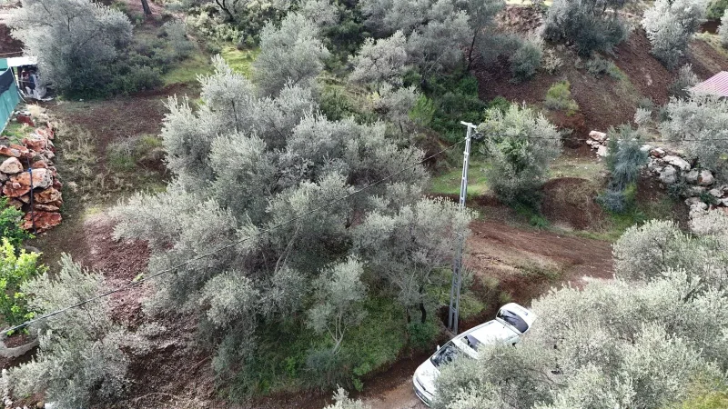 İnlice zeytinlik arsa üstten; olgun zeytin ağaçları arasında toprak yol ve beyaz araç