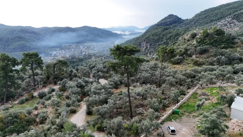 İnlice Yamaç'ta Satılık 1.257 m² Müstakil Zeytinlik